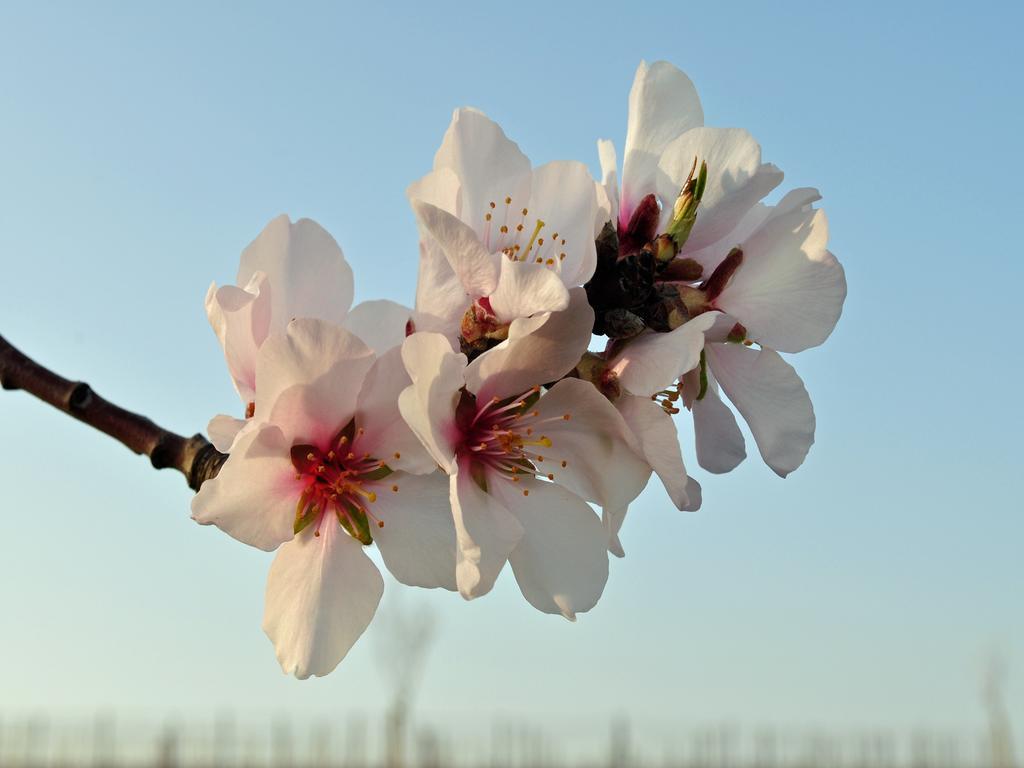 Hofgarten Rosa Ilbesheim bei Landau in der Pfalz Exterior foto